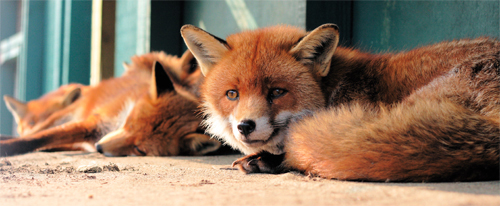 Captive_red_foxes copy