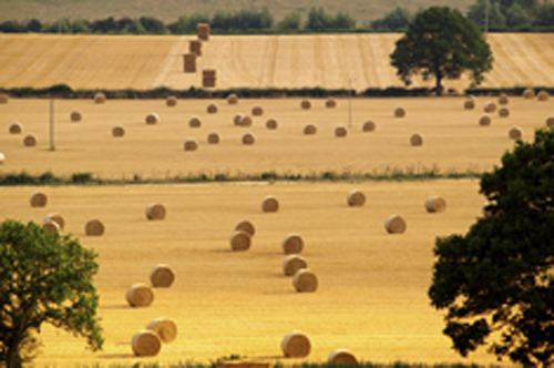 Burford,_Oxfordshire,_August_2006_harvest,_stubble_fields_and_straw_bales_1