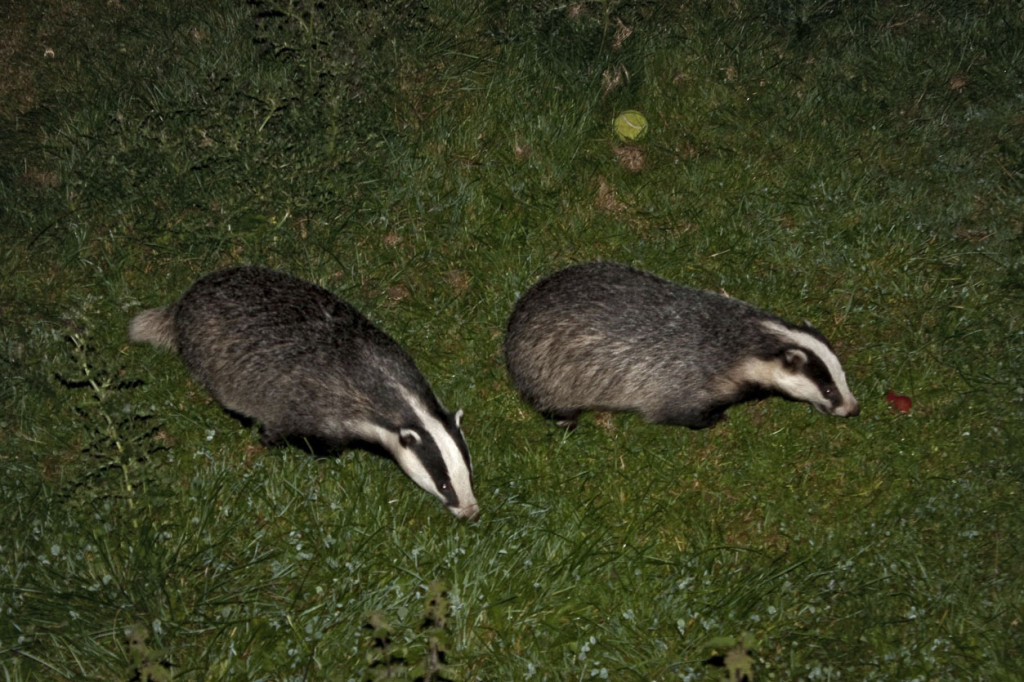 Foraging_badgers