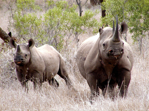 African Rhinos Mkhuze